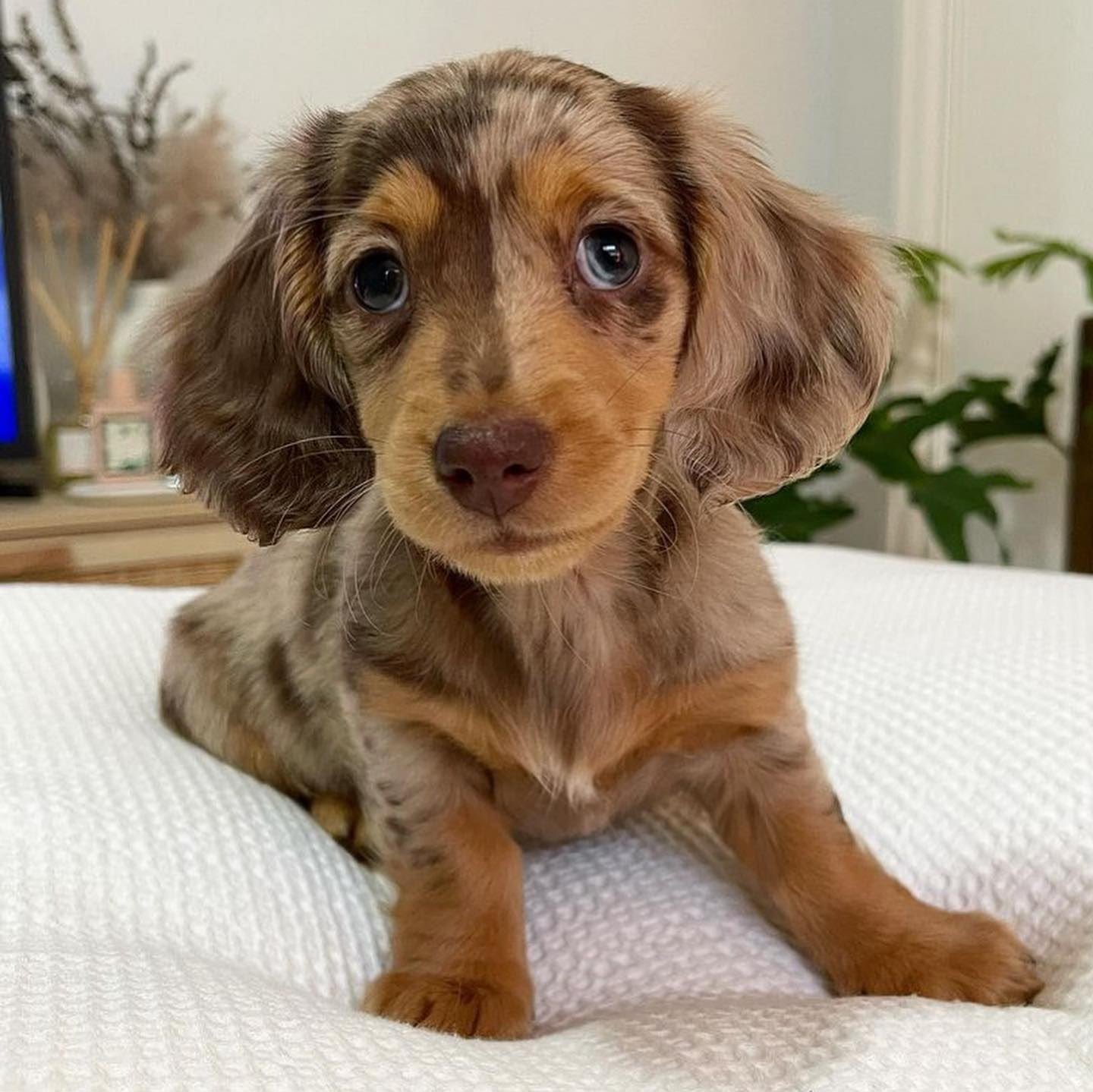 12-Week-Old Chocolate & Tan Dapple Dachshund Puppy for Sale