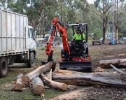 Professional arborists