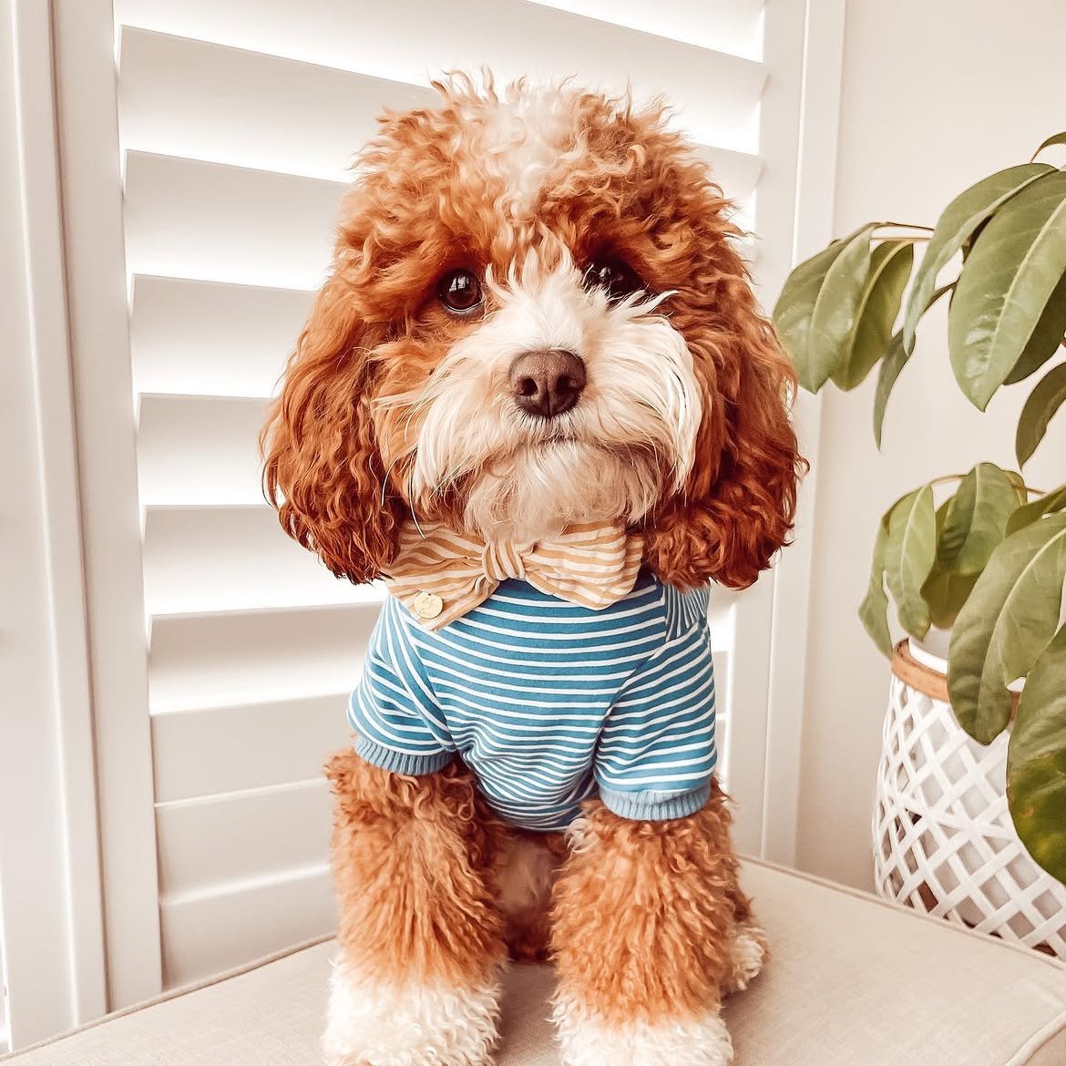 F2 Cavoodle Puppies – 2 Males &2 Females