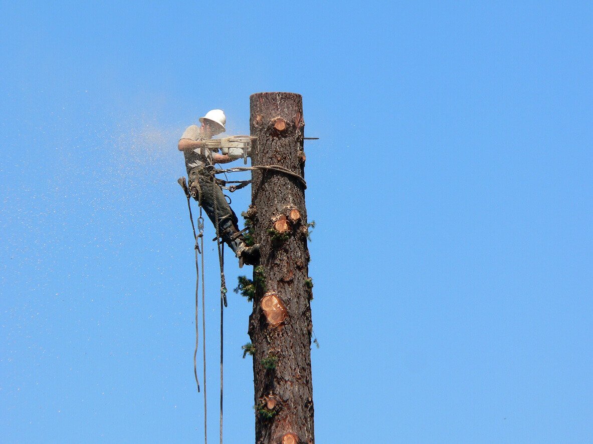 Choosing Tree Removal Services in Caulfield