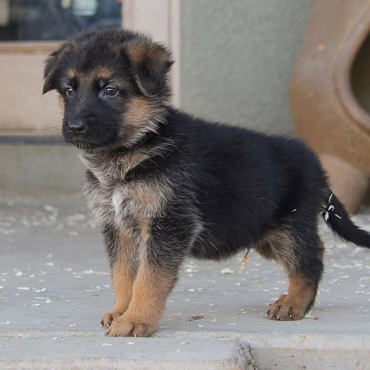 Adorable 12-Week-Old German Shepherd Puppy for Sale